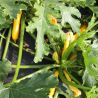 Courgettes jaunes 1 Kg