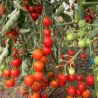 Tomates grappe 2kg