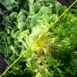 1kg de salades Chicorée Scarole et Frisée mélangées