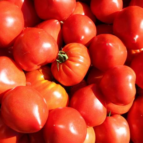 Tomates Coeur De Boeuf 1 Kg Direct Producteur