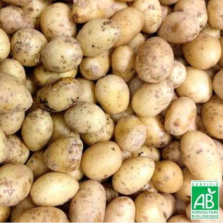 Plants de pommes de terre blanche 3+1kg