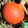 Courge Potimarron Bio 1 pièce